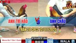 Trận 24 CPC2 11/7/2025 - Gà Anh Trí Hào Đá Trên Dưới Lụm Gọn Anh Châu