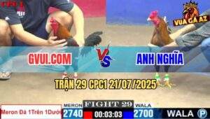 Trận 29 CPC1 21/7/2025 - Gà Điều GVUI.COM Đụng Cọp Bị Đá Chạy Chết
