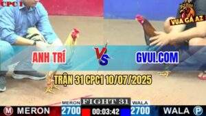 Trận 31 CPC1 10/7/2025 - Gà Điều GVUI.COM Đâm Bướm Chết Không Kịp Ngáp