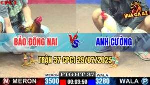 Trận 37 CPC1 29/7/2025 - Bướm Anh Cường Nhỏ Mà Có Võ Đá Bự Bay Bồ