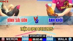 Trận 4 CPC1 8/7/2025 - Gà Que Anh Bình Sài Gòn Đá Bo Như Cây Đập