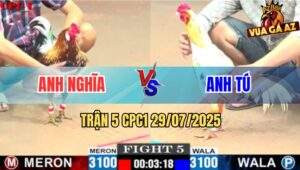 Trận 5 CPC1 29/7/2025 - Gà Bướm Anh Tú Có Chân Cúp Điện Điều Bông