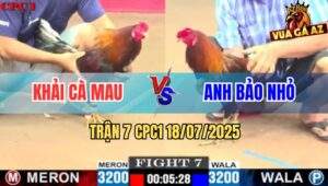 Trận 7 CPC1 19/7/2025 - Gà Anh Khải Đá Bến Thế Khiến Đối Thủ Đăng Xuất