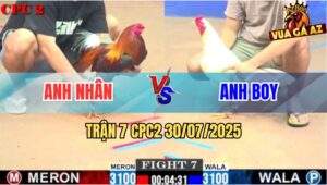 Trận 7 CPC2 30/7/2025 - Điều Anh Nhân Khiến Bướm Hứng Trọn Cơn Mưa Cựa