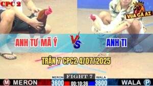 Trận 7 CPC2 4/7/2025 - Gà Điều Anh Tư Mã Ý Mai Độ Hạ Bướm Siêu Mỹ