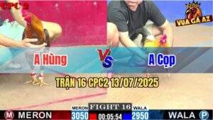 Trận 16 CPC2 13/7/2025 - Gà Anh Cọp Đá Đòn Cựa Quá Nghiệt