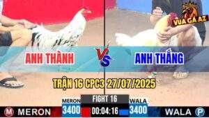 Trận 16 CPC3 27/7/2025 - Gà Anh Thành Nhấp Nhẹ 3 Cựa Lụm Xổ Anh Thắng