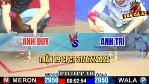 Trận 19 CPC1 31/7/2025 - Gà Anh Trí Đâm Đối Thủ Ói Ngay Tay Nước Đầu