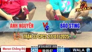 Trận 33 CPC2 27/7/2025 - Gà Bảo Sting Chấp Trạng Đá Rớt Nài Đối Thủ