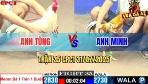 Trận 35 CPC1 31/7/2025 - Gà Anh Tùng Chấp Cựa Trên Dưới Bị Đâm Lật Xe