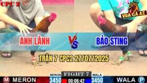 Trận 7 CPC2 27/7/2025 - Gà Điều Bảo Sting Đâm Đối Thủ Đứng Không Nổi