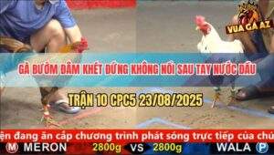Trận 10 CPC5 23/8/2025 - Gà Bướm Toàn Đâm Đầu Cần Hạ Gà Khét Nhanh Gọn