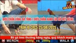 Trận 10 CPC5 25/8/2025 - Điều Chân Vàng Siết Chân Xanh Sụm Tỳ Rụng Nụ