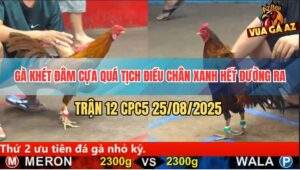 Trận 12 CPC5 25/8/2025 - Gà khét Đá Điều Chân Xanh Cái Mình Như Tổ Ong