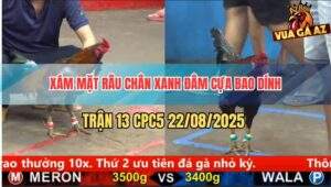 Trận 13 CPC5 22/8/2025 - Xám Mặt Râu Chân Xanh Đá Cái Nào Thấm Cái Đó