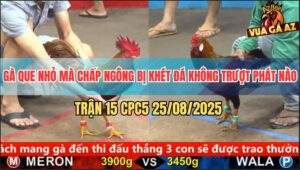 Trận 15 CPC5 25/8/2025 - Gà Que Chấp Ngông Bị Khét Đá Như Con