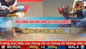 Trận 16 CPC5 26/8/2025 - Điều Bông Đâm Khét Bông Không Sót Chân Nào