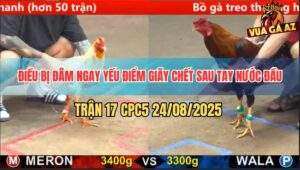 Trận 17 CPC5 24/8/2025 - Bướm Đá Trúng Ngay Yếu Điểm Gà Điều Giãy Chết