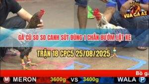 Trận 18 CPC5 25/8/2025 - Gà Cú Canh Chỏi Chân 1 Bướm Té Hết Cứu