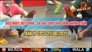 Trận 19 CPC5 21/8/2025 - Điều Nhảy Hụt Chân Gà, Que Lao Vô Dâng Mạng