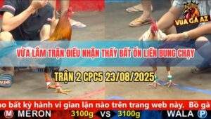 Trận 2 CPC5 23/8/2025 - Gà Điều Vừa Chặm Mặt Gà Bướm Đã Bung Chạy