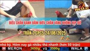 Trận 2 CPC5 24/8/2025 - Điều Chân Xanh Đâm Chân Vàng Không Kịp Gỡ Cựa