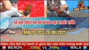 Trận 20 CPC5 20/5/2025 - Gà Que Bao Bồ Vừa Lâm Chận Đã Chạy Thoát Thân