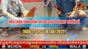 Trận 21 CPC5 18/8/2025 - Điều Chân Xanh Đâm Không Kịp Tha Lơ