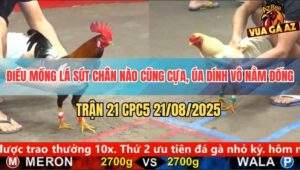 Trận 21 CPC5 21/8/2025 - Điều Mồng Lá Sút Chân Nào Cũng Có Cựa