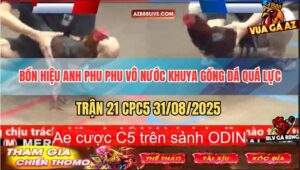 Trận 21 CPC5 31/8/2025 - Gà Anh Phu Phu Nhờ Thuốc Tốt Đá Quá Lực