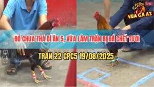 Trận 22 CPC5 19/8/2025 - Gà Đỏ Chưa Thả Phóng Bạc Ăn 5 Và Cái Kết