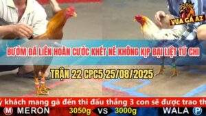 Trận 22 CPC5 25/8/2025 - Bướm Đâm Cựa Liên Hoàn Khét Bại Liệt Tứ Chi