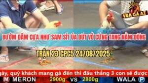 Trận 23 CPC5 24/8/2025 - Bướm Đâm Cựa Như Sam Sít Úa Đút Vô Nằm Xụi Lơ