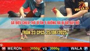 Trận 23 CPC5 25/8/2025 - Điều Dí Bạc Bị Nhạn Chân Trắng Đá Cho Bay Bồ