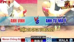 Trận 24 CPC2 1/8/2025 - Gà Bướm Anh Vinh Chồng Độ Bị Đâm Nằm Xòe Đuôi