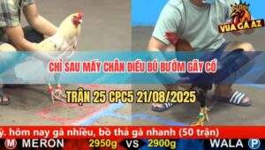 Trận 25 CPC5 21/8/2025 - Điều Đâm Bướm Gãy Cổ Sau Một Tay Nước