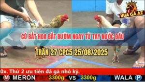 Trận 27 CPC5 25/8/2025 - Gà Cú Xử Đẹp Gà Úa Ngay Sau Tay Nước Đầu
