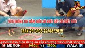 Trận 29 CPC5 22/8/2025 - Xám Điều Đá Khét Gãy Cổ Trong Một Nốt Nhạc