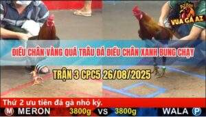 Trận 3 CPC5 26/8/2025 - Điều Chân Vàng Bú Điều Chân Xanh Chạy Mất Dép