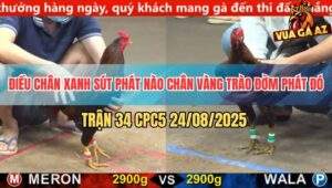 Trận 34 CPC5 24/8/2025 - Điều Chân Xanh Đá Bát 1 Chân Vàng Ho Ra Sting
