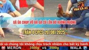 Trận 4 CPC5 20/5/2025 - Gà Úa Đá Dồn Dập Khiến Gà Cú Té Lên Té Xuống