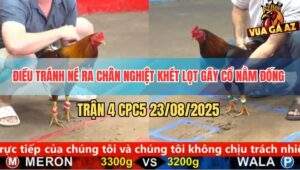 Trận 4 CPC5 23/8/2025 - Điều Đỡ Đòn Khéo Léo Đâm Khét Gãy Cổ Nhanh Gọn