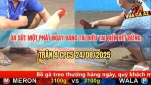 Trận 4 CPC5 24/8/2025 - Gà Úa Táng Cây Bang Tai Gà Điều Hết Đứng
