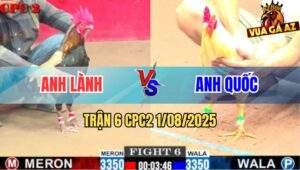 Trận 6 CPC2 1/8/2025 - Gà Bông Anh Lành Hạ Gà Úa Trong 1 Tay Nước