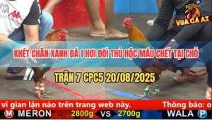 Trận 7 CPC5 20/5/2025 - Gà Khét Đá 1 Hơi Đối Thủ Sặc Máu Chết Tươi