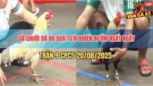Trận 9 CPC5 20/5/2025 - Gà Chuối Đâm Bướm Ngất Ngây Quên Luôn Lối Về
