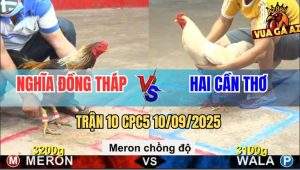 Trận 10 CPC5 10/9/2025 - Gà Chuối Anh Nghĩa Bị Đá Gãy Cánh Vẫn Lên Lớp