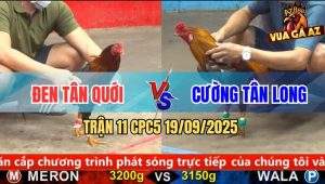 Trận 11 CPC5 19/9/2025 - Anh Đen Tân Quới Và Anh Cường Tân Long