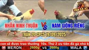 Trận 20 CPC5 19/9/2025 - Anh Nhân Ninh Thuận Và Anh Nam Giồng Riềng