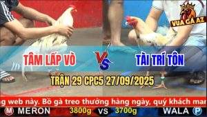 Trận 29 CPC5 27/9/2025 - Anh Tâm Lấp Vò Và Anh Tài Trí Tôn
